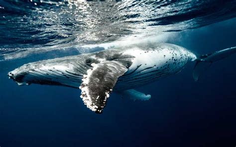 鲸鱼图片-鲸鱼图片,鲸鱼,图片 - 早旭阅读