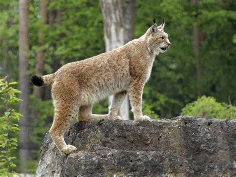 野猫是几级保护动物-百度经验