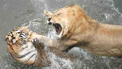 东北虎大战非洲狮群，一头狮王当场被老虎咬死！杀场面法控制_腾讯视频