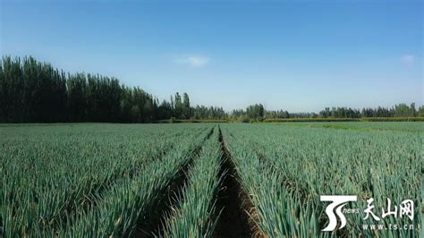 和田县：发展特色种植让“葱”庄绿起来 -天山网 - 新疆新闻门户