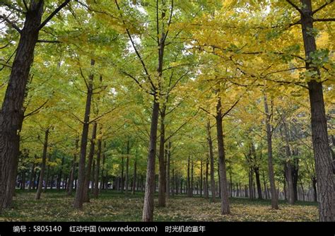 一片树林高清图片下载_红动中国