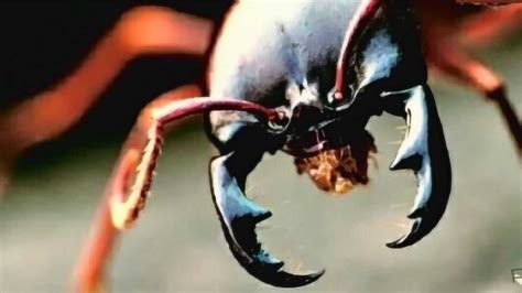 超猛的四只蚂蚁：行军蚁、食人蚁、爆炸蚁及子弹蚁