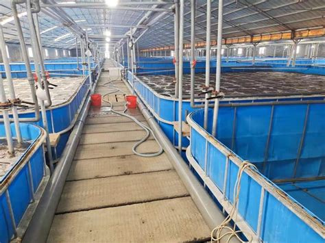 循环水系统设备室内工厂化 南美白对虾养殖技术-阿里巴巴