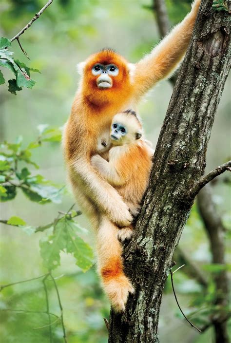 贵州省的麻阳河国家级自然保护区，国家一级重点保护野生动物黑叶猴及其栖息地_金丝猴