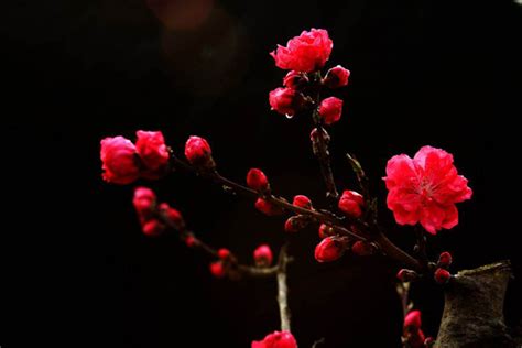 芍药的花语是什么？芍药的寓意和象征-花卉百科-中国花木网