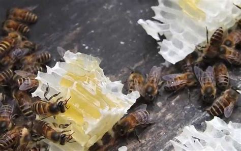 野蜂泡酒的功效与作用及禁忌 - 蜜蜂知识 - 酷蜜蜂