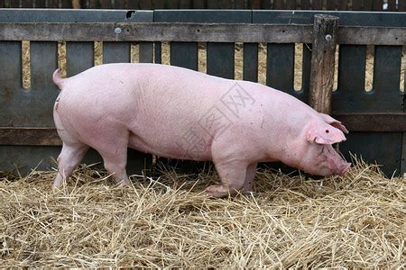 强大的母猪带着刚出生的小猪在金属栅高清图片下载-正版图片506036648-摄图网