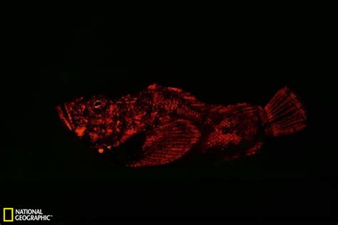 实拍全球首例转基因观赏鱼 身体发荧光-中国鳗鱼网