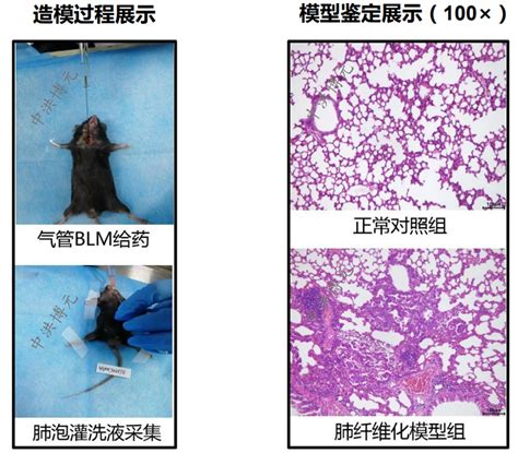 Science子刊｜基于无创纳米颗粒的早期肺癌液体活检方法可检测到2.8立方毫米的小鼠肿瘤 – 测序中国