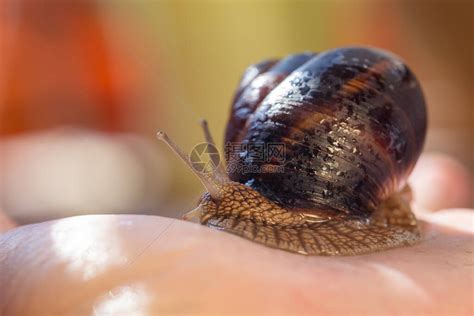 一只大蜗牛在人的手上宠物美容和有用的特蜗牛科蜗牛呼吸空高清图片下载-正版图片506718219-摄图网