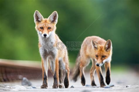 在洞穴附近的野生年轻雕塑中玩耍的红狐狸幼崽动物草橙高清图片下载-正版图片307898238-摄图网