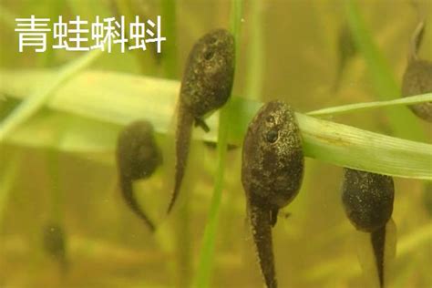 554.圆蝌蚪3(蟾蜍王)水属性~大地之力图片
