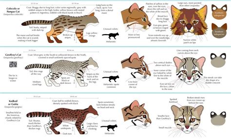 猫科动物图鉴 - 优动漫 动漫创作支援平台