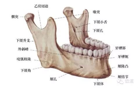 牙医基础知识：口腔颌面部应用解剖生理