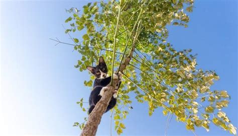 20%的消防事件是去高处救猫，猫咪到底为何“上树容易下树难”？ - 知乎