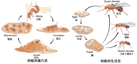 蚂蚁简介-蚁网-蚂蚁网-全球最大的华语中文蚂蚁专业网站