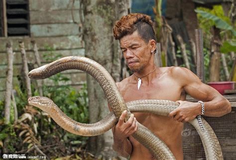 两条眼镜王蛇偷袭印尼村庄 被男子徒手捕获乖乖做宠物_蛇类_爬虫_宠物百科_秀宠网
