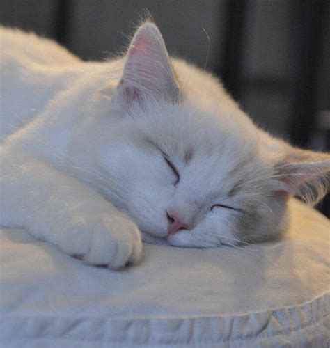 非主流猫猫头像