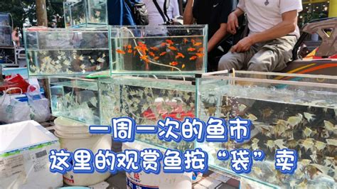 2021年中国观赏鱼行业产量以及进出口市场分析：观赏鱼的产量及进出口量处于下降趋势 [图]_智研咨询