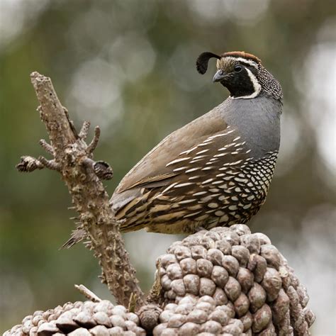 A California Quail Photograph by Bruce Frye