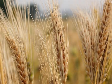 大麦适合北方种植吗-长景园林网