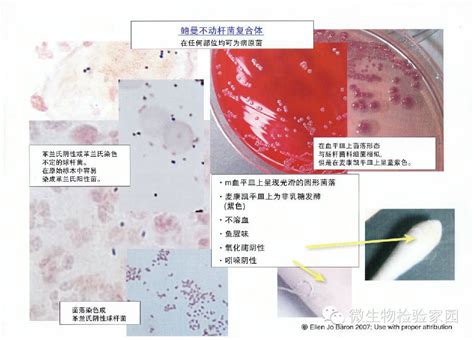 防霉剂研发,微生物检测,微生物实验室-广州简恺生物