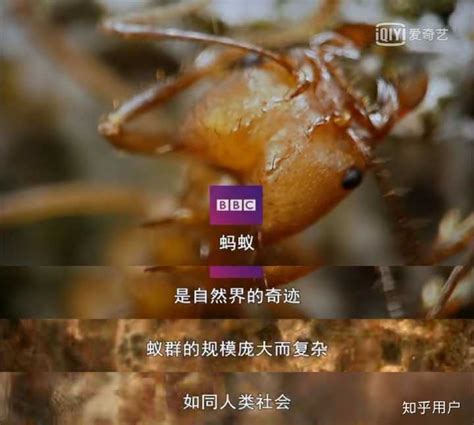 火星蚂蚁介绍(来自白垩纪的地狱蚂蚁，在琥珀内被发现，距今约9900万年) | 说明书网