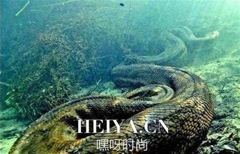 世界最大蟒蛇，印度发现14 86米网纹蟒（张口轻松吞人）_探秘志