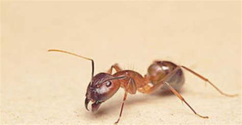 红蚂蚁满是蚂蚁的丘酷高清图片下载-正版图片503777691-摄图网