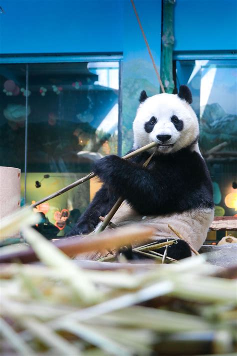 大熊猫姐妹花要回四川老家了，升级后的武汉动物园还会迎来新的大熊猫_武汉_新闻中心_长江网_cjn.cn
