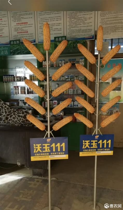 [玉米种子批发]沃玉111、精选粒包装、棒大穗均产量好、国审品种价格60元/袋 - 惠农网