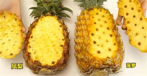 菠萝、凤梨是同一种水果吗？区别在哪？今天终于弄懂，别再买错了