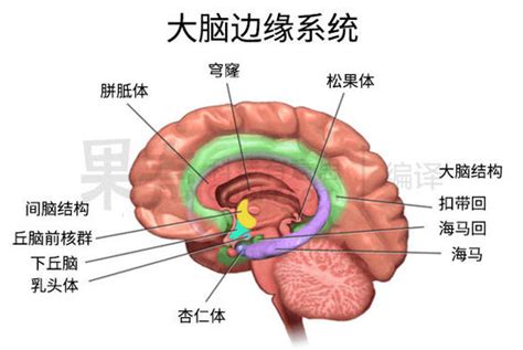 大脑海马体位置图片图片