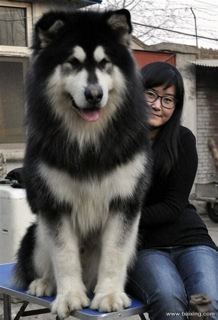 巨型阿拉斯加犬(阿拉斯加熊版)-警犬训练器材厂家 _警犬装备生产厂家_警犬训练设备厂家-南京开久