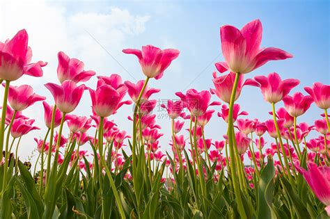 春日蓝天下盛开的郁金香高清图片下载-正版图片501582012-摄图网