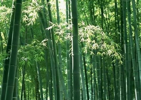 中国最壮观的竹林在四川，竹子达到400种，是卧虎藏龙取景地
