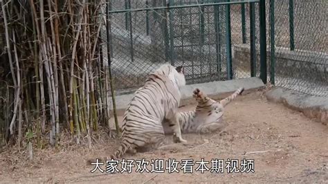 浙江动物园老虎咬人 盘点全球动物伤人事件 - 封面新闻