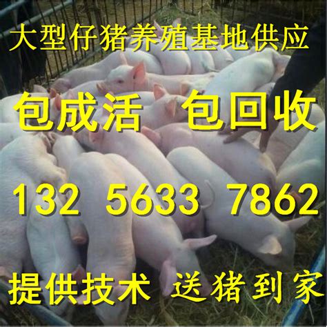 黄山原种太湖母猪出售_苏太仔猪低价出售_江苏科技猪场