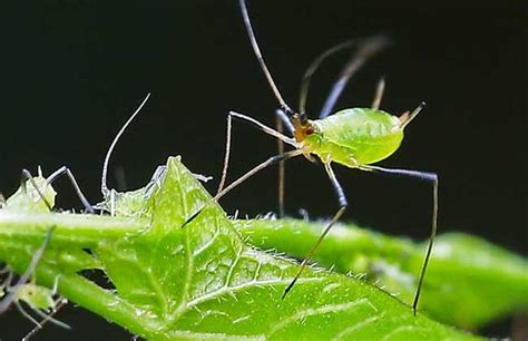 蚜虫的生物防治方法_天敌
