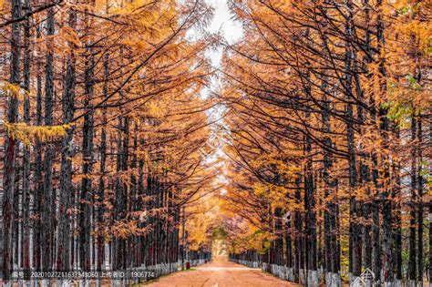 秋天的中国长春百木园景观,森林植被,自然风景,摄影,汇图网www.huitu.com