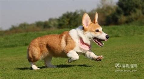 威尔士柯基犬的优点和缺点，威尔士柯基犬有什么特点-酷派宠物网