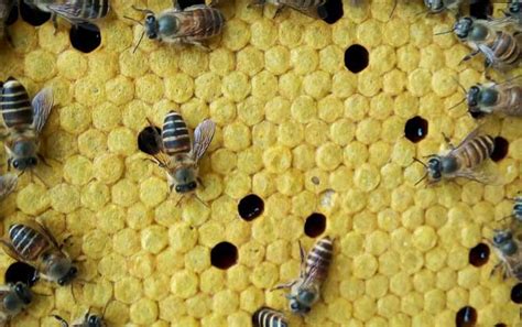 蜜蜂窝中有几种蜂房？ - 蜂巢 - 酷蜜蜂
