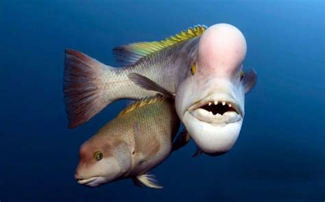 海洋中一种非常奇特的鱼，它们不用去韩国，照样可以自己变性！|变性|雌鱼|雄鱼_新浪新闻