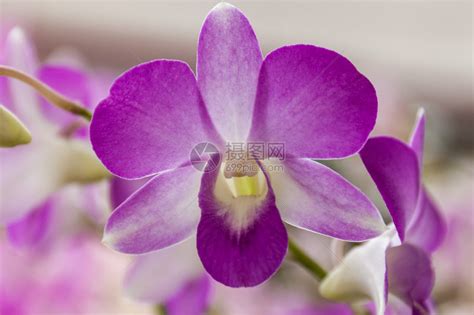 美丽的紫色兰花高清图片下载-正版图片507109362-摄图网