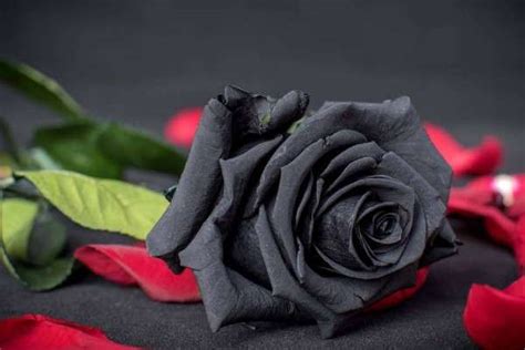 黑玫瑰花语及代表意义-农百科