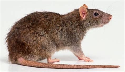 老鼠一般一窝生多少，话说老鼠一次能生多少只老鼠|admin_人人点