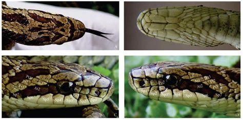 中国科学家发现蛇类新种 西部或为锦蛇属发源地---中国科学院三江源国家公园研究院 中国科学院西北高原生物研究所