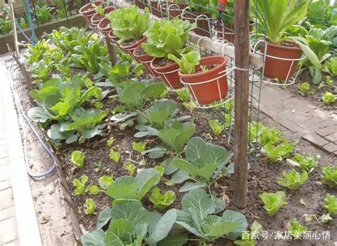 “种植—收获—分享”——幼儿园蔬菜种植活动