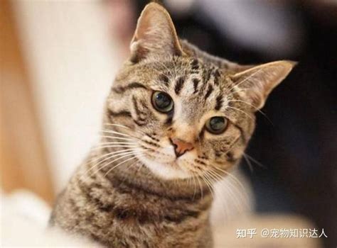 攻击性强的7种猫咪：中国猫上榜 - 知乎