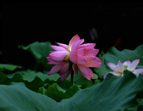 双生花的花语是什么?双生花的寓意和象征-花卉百科-中国花木网